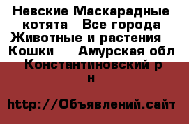 Невские Маскарадные котята - Все города Животные и растения » Кошки   . Амурская обл.,Константиновский р-н